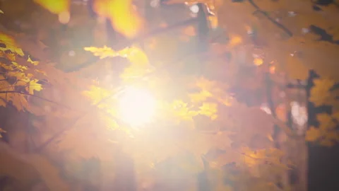 Golden sunlight filtering through autumn leaves in a tranquil forest setting Stock Footage 290350679