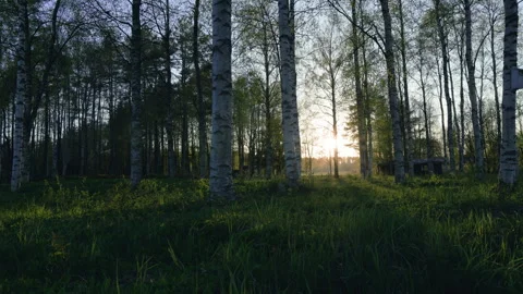 Golden sunlight filtering through birch forest during white nights, casting.. Stock Footage 310116410