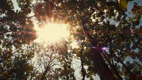 Golden Sunlight Filtering Through Dense Forest Canopy During A Sunny Afternoon Stock Footage 342021110