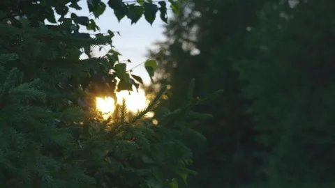 Golden Sunlight Filtering Through Evergreen Trees in Southern Urals, Russia Stock Footage 325359314
