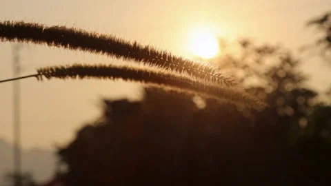 Golden sunlight filtering through grass as evening approaches in a tranquil.. Stock Footage 297678620