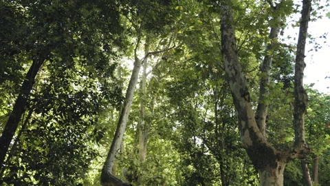 Golden sunlight filtering through leafy green trees in a quiet urban park forest Stock Footage 315674911