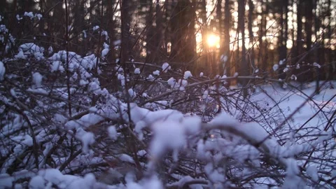 Golden sunlight filtering through snow-draped branches in magical winter forest. Video stock 313815272