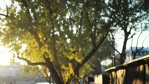 Golden sunlight filtering through tree leaves in paris Stock Footage 319428864