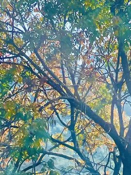 Golden sunlight filtering through the tree canopy. Stock Photos