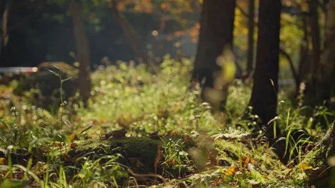 Golden sunlight filtering through trees illuminates green grass in mossy forest Stock Footage 341681950
