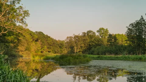 Golden Sunlight on Forest Pond with Tree Reflections Stock Footage 343959405