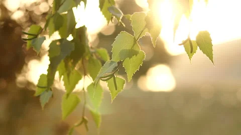 Golden sunlight in green tree in summer. Stock Footage 86122049