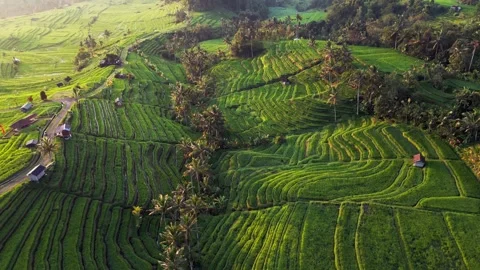 Golden Sunlight Over Layered Rice Terraces with Flowing Patterns Across Bali Stock Footage 334625832