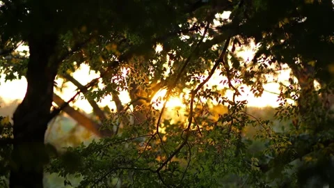 Golden sunlight peeking through lush forest trees Stock Footage 344966791