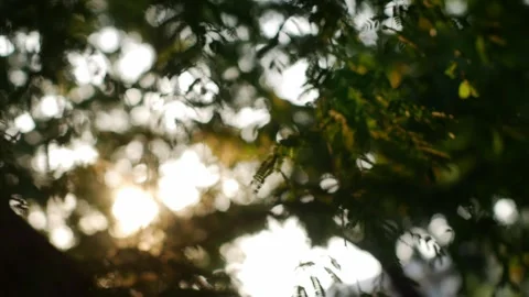 Golden Sunlight Rays Filtering Through Lush Green Stock Footage 332920781