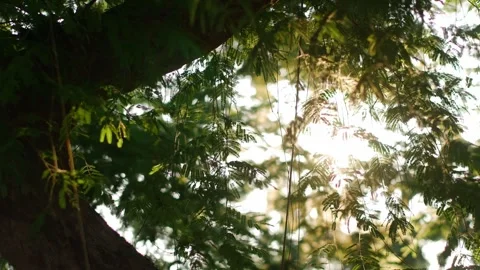 Golden Sunlight Rays Filtering Through Lush Green Stock Footage 332920784