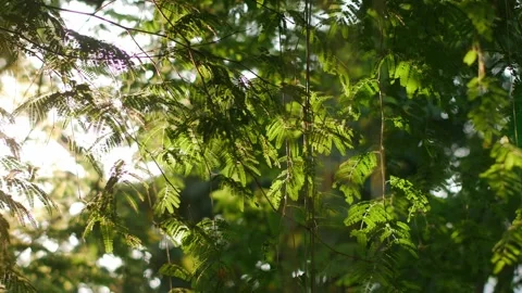 Golden Sunlight Rays Filtering Through Lush Green Stock Footage 334413203