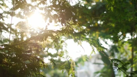 Golden Sunlight Rays Filtering Through Lush Green Видео 334413253