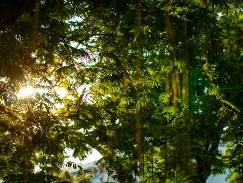 Golden Sunlight Rays Filtering Through Lush Green Tropical Rain Tree Fern L.. Foto stock