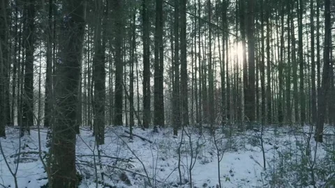 Golden Sunlight Seeps Between Slender Pines Casting Elongated Shadows On Chilly Video stock 328049394
