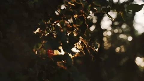 Golden sunlight shines through the tree leaves.. Close-up of field leaves Stock Footage 132407358