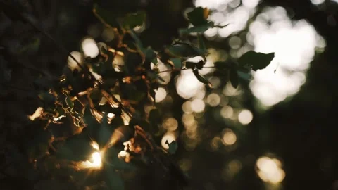 Golden sunlight shines through the tree leaves.. Close-up of field leaves Video stock 132407826