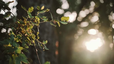 Golden sunlight shines through the tree leaves.. Close-up of field leaves Video stock 132408225