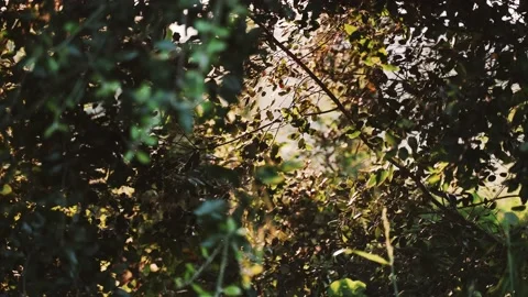 Golden sunlight shines through the tree leaves.. Close-up of field leaves Video stock 132410028