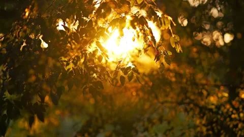 Golden sunlight shining through green tree leaves Stock Footage 344966792