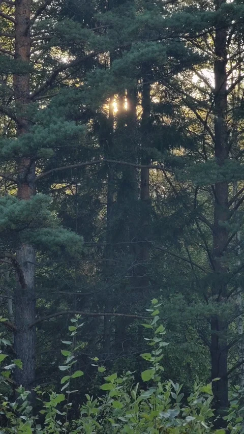 Golden sunlight shining through pine forest trees. Stock-Footage 331993396