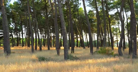 Golden sunlight shining through a pine forest Vídeos de archivo 344147022