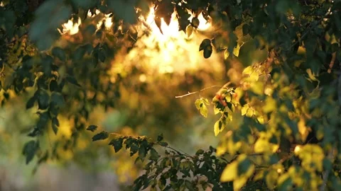 Golden sunlight shining through tree leaves 库存影片 344966636