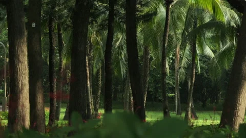 Golden Sunlight Streaming Through Park Trees: A Peaceful Afternoon Scene Stock Footage 319400152