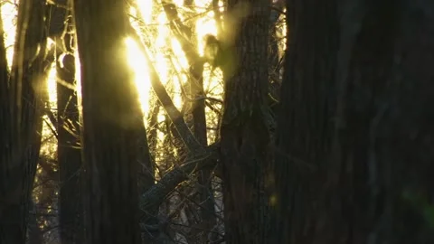 Golden Sunlight Streams Through Dark Forest Trees in Southern Urals, Russia Stock Footage 325467432