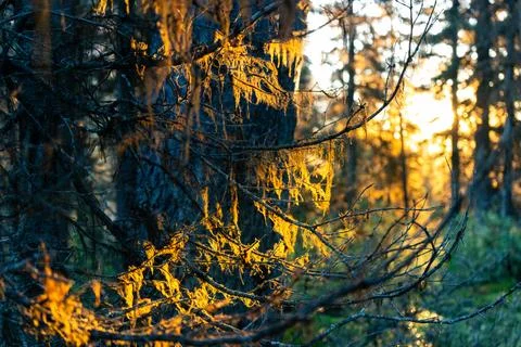 Golden sunlight streams through the forest illuminating branches. Stock Photos