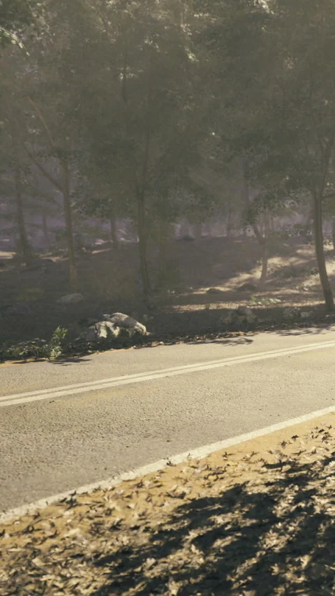 Golden sunlight streams through trees along a serene road nestled in the forest Stock Footage 341411916
