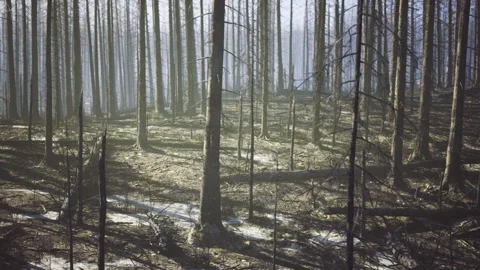 Golden sunlight stroll. Sundrenched forest invites peaceful reflection Stock Footage 341825714