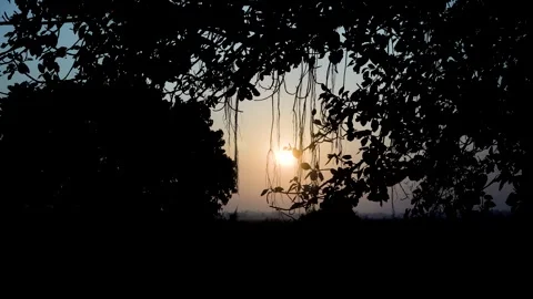 Golden Sunlight Through Branches Vidéo 329354230