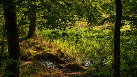 Golden Sunlight Through Forest Trees onto Narrow Stream Stock Footage 344023011
