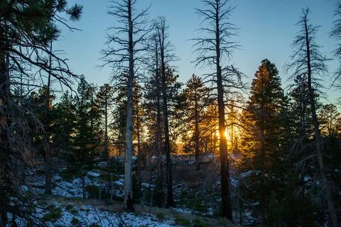 Golden sunlight through pine trees in winter Stock Photos