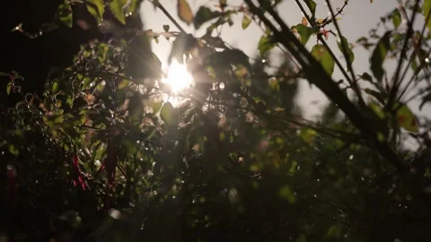 Golden Sunlight Through Tree Canopy Vídeos de archivo 321458248