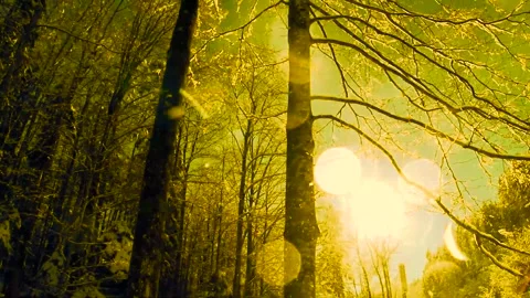 Golden Sunlight Through Winter Forest Trees Stock Footage 327204927