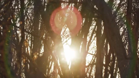 Golden sunlight in trees Stock Footage 232870183