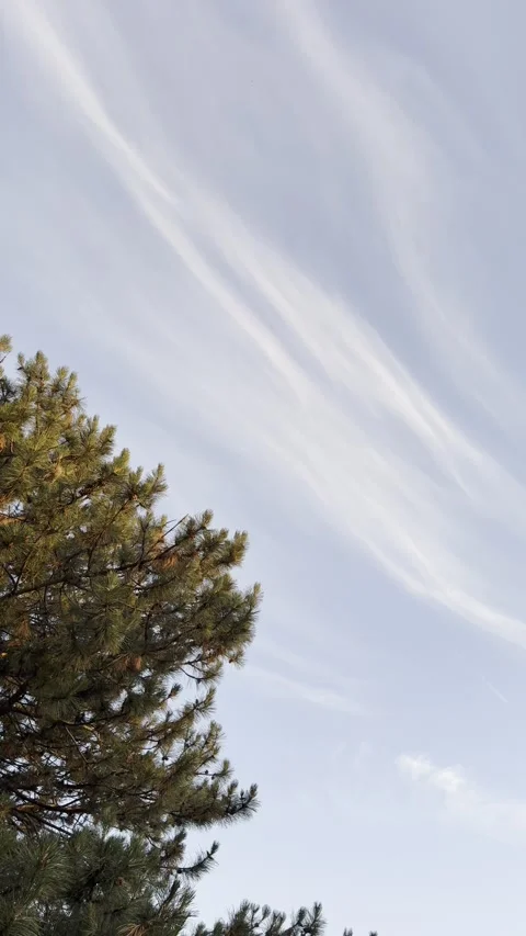 Golden Sunlit Pine Tree Beneath Wispy Clouds in Blue Summer Sky Vertical Stock Footage 340187851