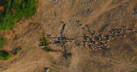 Golden Sunrays Lighting Shepherd And Sheep Small Flock In Rural Countryside 库存影片 300446061
