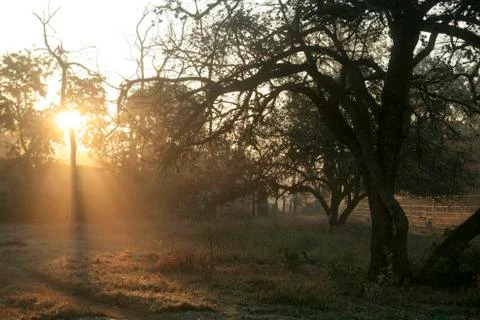 Golden Sunrays Stock Photos