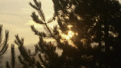Golden sunrise light peeking through pine tree branches during slow motion slide Stock Footage 329068204