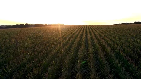 Golden Sunrise Over The Corn Field Stock Footage