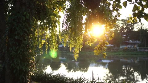 Golden sunrise over river casting light behind tree tropical Asia morning v.. Stock Footage 331798896