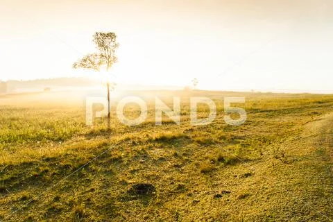 Golden sunrise shines down around the grassland and lonely tree. Stock Photos