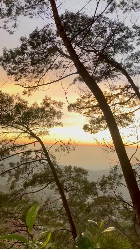 Golden Sunrise View Through Pine Trees on a Misty Mountain Slope Stock Footage 341701203