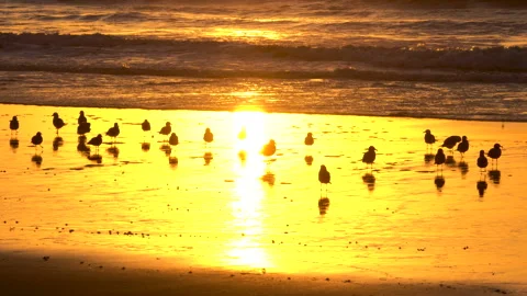 Golden sunset on the beach, and flock of birds. Stock Footage 220356293