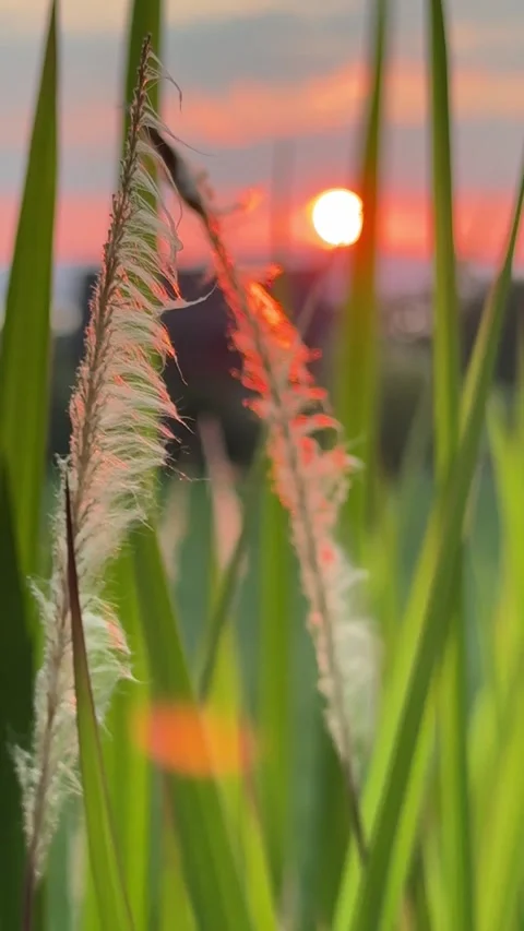 Golden Sunset Behind the Grass Video stock 313526587