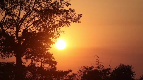 Golden Sunset Behind Tree Silhouette Stock Footage 328529480